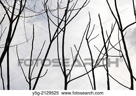 Stock Photography - bare tree branches and dark sky. Fotosearch