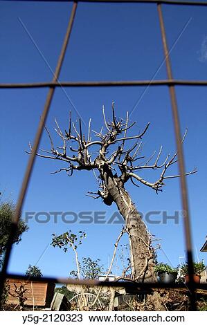 bare tree in garden in rome italy View Large Photo Image Stock Image - bare tree in garden in rome italy. Fotosearch