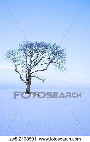 Bare tree in the snow at Calbeck near Carlisle Cumbria, England, United Kingdom. View Large Photo Image Stock Image - Bare tree in the snow at Calbeck near Carlisle Cumbria, England, United Kingdom.. Fotosearch