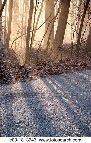 bare trees in early morning light by side of road, Indiana View Large Photo Image Stock Image - bare trees in early morning light by side of road, Indiana. Fotosearch