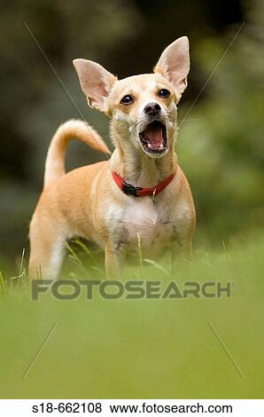Barking Chihuahua. Germany. View Large Photo Image Stock Photo - Barking Chihuahua. Germany.. Fotosearch