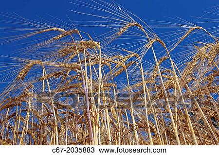 Barley Crop ready for harvest Norfolk UK. View Large Photo Image Stock Image - Barley Crop ready for harvest Norfolk UK.. Fotosearch