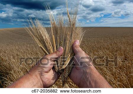 Barley crop ready for harvesting at Salthouse Norfolk. View Large Photo Image Stock Image - Barley crop ready for harvesting at Salthouse Norfolk.. Fotosearch