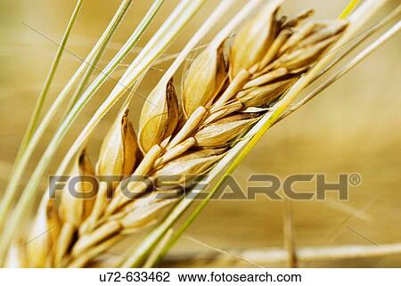 Barley Ear View Large Photo Image Stock Image - Barley Ear. Fotosearch