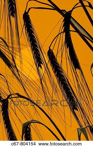 Barley Ears ready for Harvest View Large Photo Image Picture - Barley Ears ready for Harvest. Fotosearch