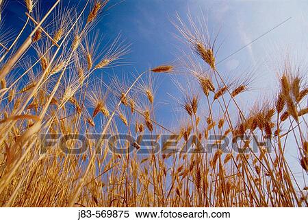 Barley. Germany View Large Photo Image Stock Photography - Barley. Germany. Fotosearch