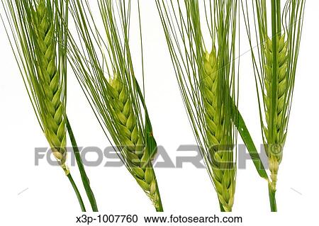Barley Hordeum vulgare View Large Photo Image Stock Image - Barley Hordeum vulgare. Fotosearch