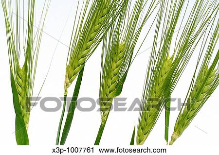 Barley Hordeum vulgare View Large Photo Image Stock Image - Barley Hordeum vulgare. Fotosearch