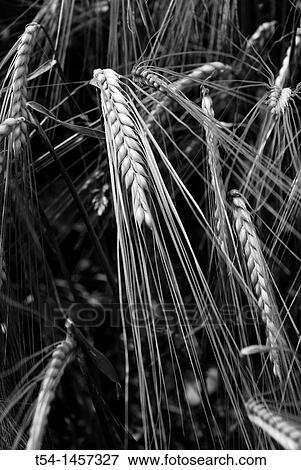 Barley in a barley field View Large Photo Image Stock Photo - Barley in a barley field. Fotosearch