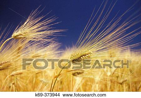Barley View Large Photo Image Picture - Barley. Fotosearch