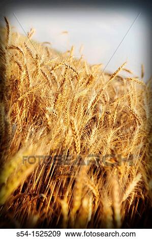 Barley ripening in a field in Lewiston, Idaho, USA View Large Photo Image Stock Photo - Barley ripening in a field in Lewiston, Idaho, USA. Fotosearch