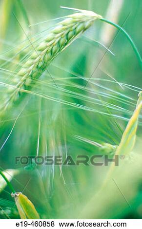 Stock Photo - Barley. Fotosearch