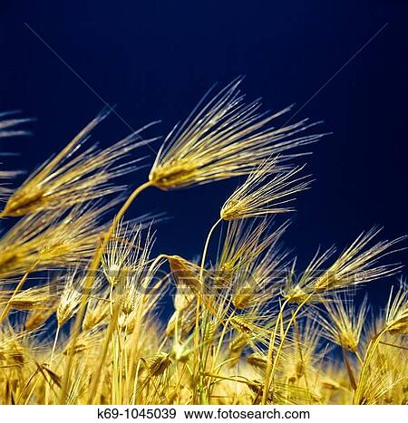 Barley View Large Photo Image Stock Photo - Barley. Fotosearch