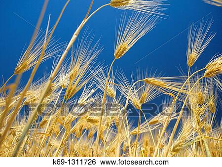 Stock Photograph - Barley. Fotosearch