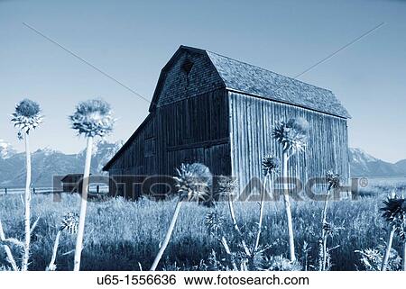 Barn near Jackson with the Tetons in the background, Wyoming, USA View Large Photo Image Stock Photograph - Barn near Jackson with the Tetons in the background, Wyoming, USA. Fotosearch