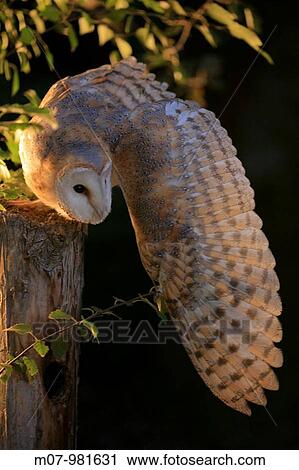 Stock Image - Barn owl preying at night from a pole (Tyto alba). Fotosearch