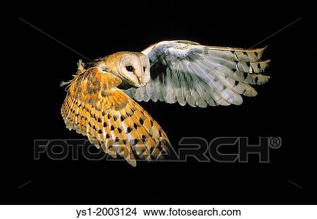 Barn Owl, tyto alba, Adult in Flight View Large Photo Image Picture - Barn Owl, tyto alba, Adult in Flight. Fotosearch