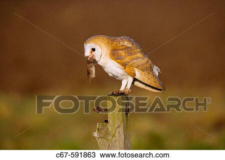 Barn owl (tyto alba) perched on post. East Anglia. UK. View Large Photo Image Stock Image - Barn owl (tyto alba) perched on post. East Anglia. UK.. Fotosearch