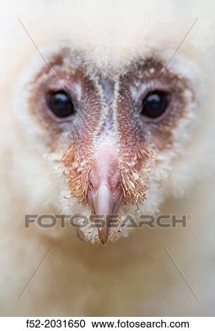 Barn Owl (Tyto alba), Saja Natural Park, Cantabria, Spain View Large Photo Image Stock Image - Barn Owl (Tyto alba), Saja Natural Park, Cantabria, Spain. Fotosearch