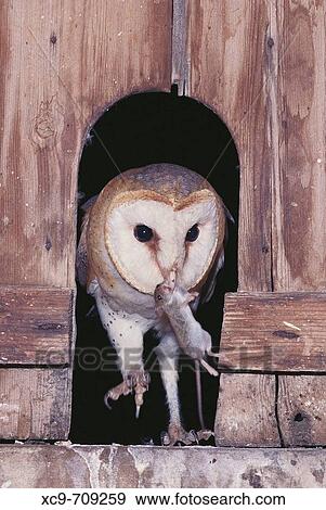 Barn Owl (Tyto alba). Sierra de San Pedro. Badajoz province. Extremadura. Spain. View Large Photo Image Stock Photo - Barn Owl (Tyto alba). Sierra de San Pedro. Badajoz province. Extremadura. Spain.. Fotosearch