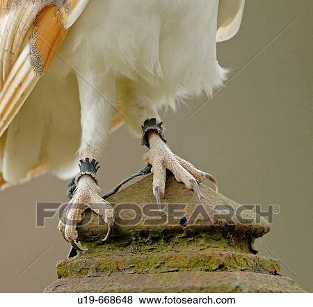Stock Photo - Barn Owl (Tyto alba). Fotosearch