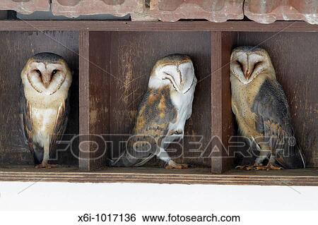 Barn Owl, Tyto alba, three resting during daytime, in building, Germany View Large Photo Image Stock Photograph - Barn Owl, Tyto alba, three resting during daytime, in building, Germany. Fotosearch
