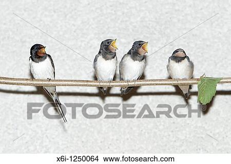 Barn Swallow Hirundo rustica, parent bird and fledgelings sitting on stick, Germany View Large Photo Image Picture - Barn Swallow Hirundo rustica, parent bird and fledgelings sitting on stick, Germany. Fotosearch
