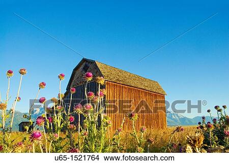 Picture - Barn with the Tetons in the background, Jackson, Wyoming, USA. Fotosearch