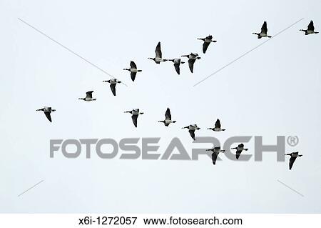 Stock Photo - Barnacle Geese Branta leucopsis, in flight formation, autumn, Northumberland, England. Fotosearch
