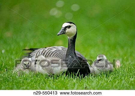 Stock Image - Barnacle Goose, Branta leucopsis, chicks with adult, Germany. Fotosearch