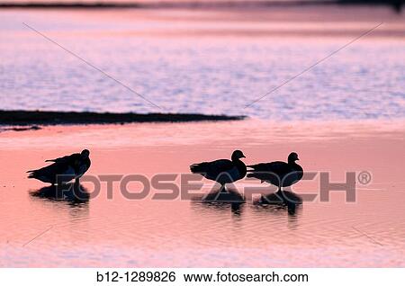 Barnacle Goose (Branta leucopsis) View Large Photo Image Stock Photograph - Barnacle Goose (Branta leucopsis). Fotosearch