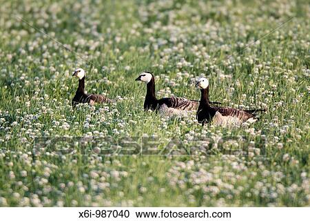 Barnacle Goose Branta leucopsis, three resting on meadow, Texel, Holland View Large Photo Image Stock Image - Barnacle Goose Branta leucopsis, three resting on meadow, Texel, Holland. Fotosearch