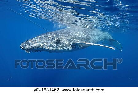 Barnacles grow on this young humpback swimming off Maui, Hawaii View Large Photo Image Stock Image - Barnacles grow on this young humpback swimming off Maui, Hawaii. Fotosearch