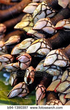 Barnacles, La Boqueria market, Barcelona. Catalonia, Spain View Large Photo Image Stock Photo - Barnacles, La Boqueria market, Barcelona. Catalonia, Spain. Fotosearch