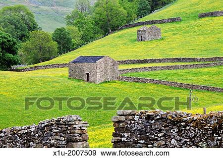 Barns in Buttercup Meadows at Keld Swaledale Yorkshire Dales England. View Large Photo Image Stock Photo - Barns in Buttercup Meadows at Keld Swaledale Yorkshire Dales England.. Fotosearch