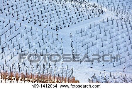 Barolo wineyards, Langhe, Piedmont, Italy View Large Photo Image Picture - Barolo wineyards, Langhe, Piedmont, Italy. Fotosearch