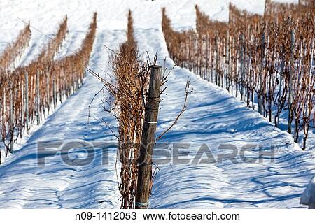 Stock Image - Barolo wineyards, Langhe, Piedmont, Italy. Fotosearch