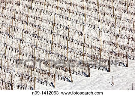 Barolo wineyards, Langhe, Piedmont, Italy View Large Photo Image Stock Image - Barolo wineyards, Langhe, Piedmont, Italy. Fotosearch
