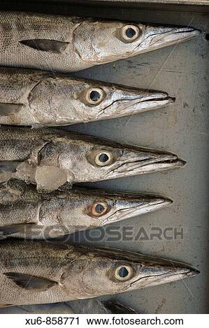 Stock Image - Barracuda on display in the market Bangkok, Thailand. Fotosearch