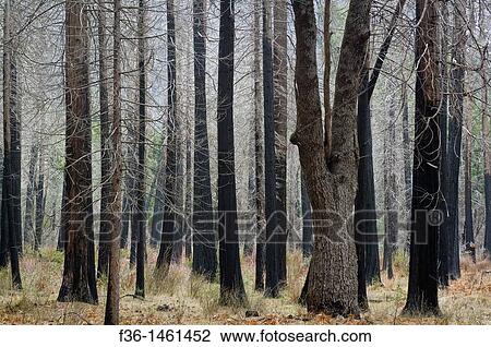 Barren trees in burnt forest, Yosemite Valley, Yosemite National Park, California View Large Photo Image Stock Image - Barren trees in burnt forest, Yosemite Valley, Yosemite National Park, California. Fotosearch