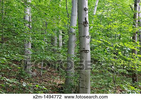 Bartlett Experimental Forest - Beach Forest fagus grandifolia during the summer months in Bartlett, New Hampshire USA View Large Photo Image Stock Image - Bartlett Experimental Forest - Beach Forest fagus grandifolia during the summer months in Bartlett, New Hampshire USA. Fotosearch