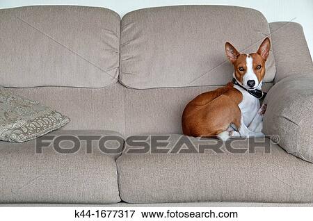 Basenji resting on sofa View Large Photo Image Stock Photo - Basenji resting on sofa. Fotosearch