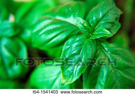 Stock Image - Basil plant. Fotosearch