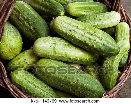 Basket of cucumbers View Large Photo Image Stock Photo - Basket of cucumbers. Fotosearch