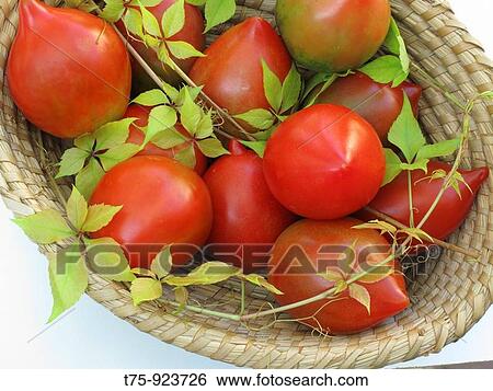 basket of tomatoes View Large Photo Image Stock Photograph - basket of tomatoes. Fotosearch