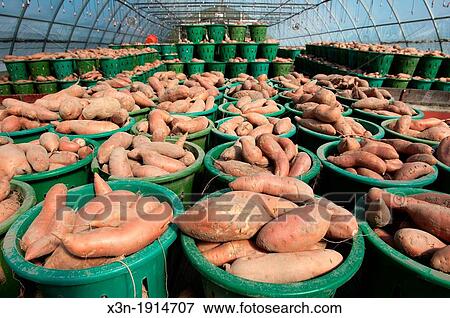 Baskets of yams in greenhouse, Anne Arundle County Maryland USA View Large Photo Image Stock Photo - Baskets of yams in greenhouse, Anne Arundle County Maryland USA. Fotosearch