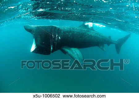 Stock Image - Basking shark, Cetorhinus maximus, grows to between 6 and 8 metres long and is the world's second largest shark after the whale shark It is a seasonal visitor to Britain, UK arriving with the first plankton bloom in Cornwall in May or June. Fotosearch