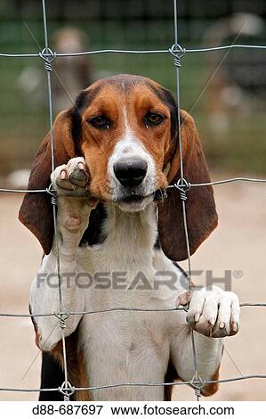 Basset for hunting Garenne rabbit. Equipage de la Baume. France. View Large Photo Image Stock Photo - Basset for hunting Garenne rabbit. Equipage de la Baume. France.. Fotosearch