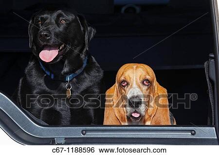 Stock Photograph - Basset Hound & Black Labrador Portrait. Fotosearch