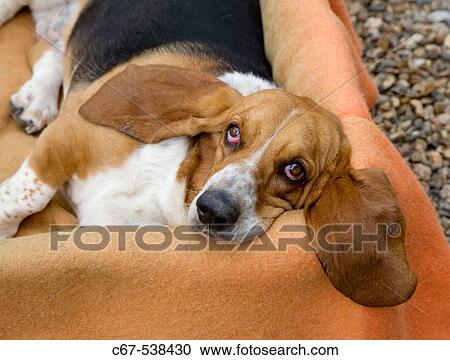 Stock Image - Basset Hound. Fotosearch